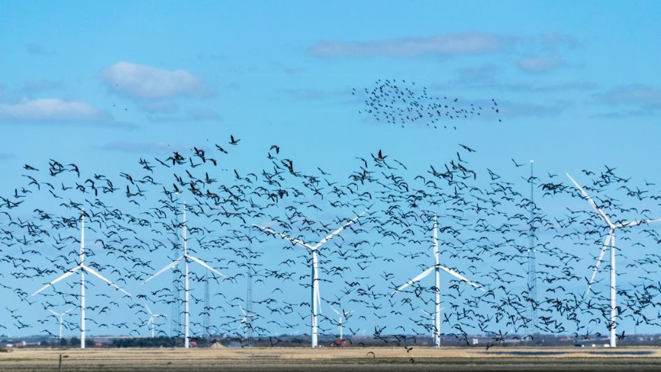 Wind Farms and Biodiversity